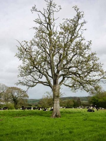 tree in a field