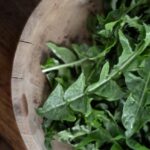 Wild dandelion greens in wooden bowl