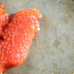 Fresh salmon roe photographed from overhead on a baking sheet