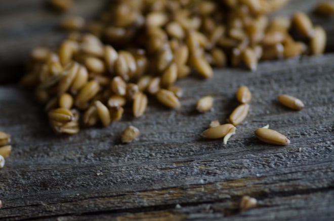 Sprouted Grain Flour