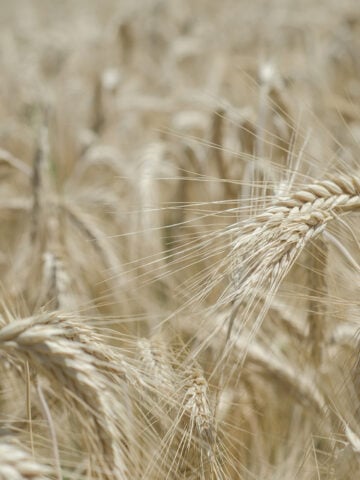 Einkorn, Spelt, Wheat, Ancient Grains