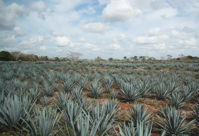 tequila agave cactus field in Mexico