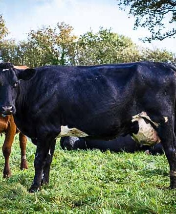 black cow on green pasture