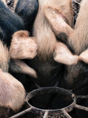 pasture-raised pigs at rigney's farm in ireland
