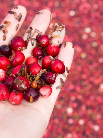 hand holding cranberries