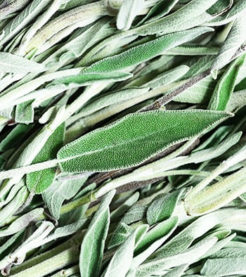 Close up of sage