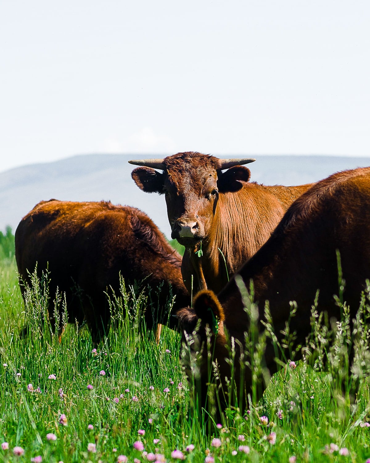 Grass-fed cow
